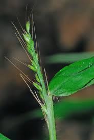 Image result for Oplismenus undulatifolius