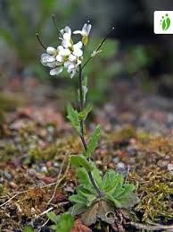 Image result for Arabis alpina