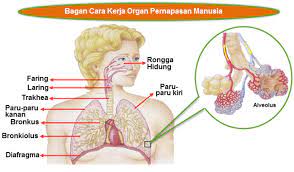 Sistem Pernapasan Pada Manusia Mikirbae Com