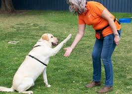 In as little as 2 weeks, your dog can be the perfect dog! 10 Trusted Puppy Schools In Auckland Moneyhub Nz