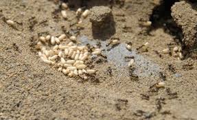 Die Schwarze Wegameise Legt Ihre Nester Gerne Unter Terrassenplatten An Ameisen Vertreiben Ameisen Ameisen Im Garten