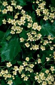 Image result for Thesium wilczekianum