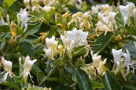 Maybe you would like to learn more about one of these? Vine Plant Identification 101 Earth Com Earthpedia