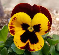 Pansy Flower Scientific Name Best Flower Wallpaper