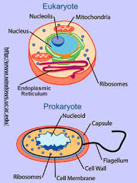 Eukaryotes Vs Prokaryotes Similarities Differences And Organelles