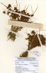 Image result for Pycreus pumilus