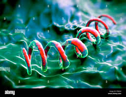 Image result for Treponema