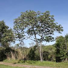 Image result for Cecropia pachystachya