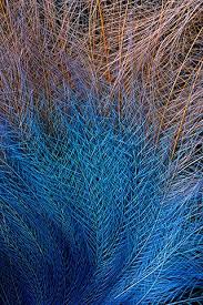 Papua New Guinea Blue Bird Of Paradise Bird Of Paradise Plumage By National Geographic Photographer Frans Lanting Male Blue Bird Of Paradise Is Native Birds Of Paradise Blue Bird Frans Lanting