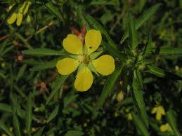 Image result for Ludwigia leptocarpa