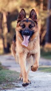 Located in raleigh, north carolina. Download German Shepherd Wallpaper By Abro2 F9 Free On Zedge Now Browse Millions Of Popular D German Shepherd Wallpaper German Shepherd Dogs Dog Pictures