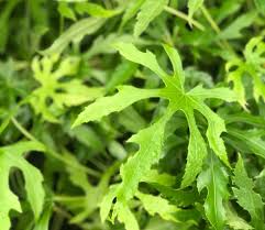 Image result for Polystachya cribbiana