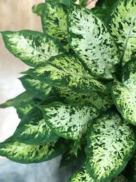 Dieffenbachia Compacta Plant Leaves Plants Green Plants