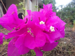 Jika anda memiliki terlalu banyak kolesterol jahat dalam tubuh anda hal itu menyebabkan masalah. Bugenvil Bunga Kertas Si Cantik Dari America Latin Ina English Steemit