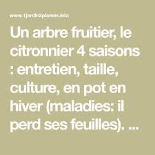 Citronnier Culture Et Entretien En Pot Taille En Hiver Maladies Arbre Fruitier Citronnier Citronnier 4 Saisons