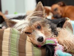 Hookworm And Your Dog Petfinder