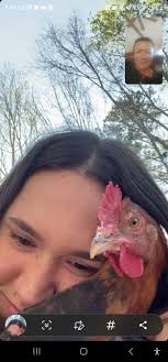 What to do about 15-month-old hens breaking eggs