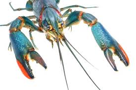 We did not find results for: Breeding Australian Red Claw Crayfish Aquaponics Freshwater Lobster Aquaponics Fish
