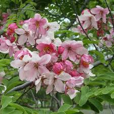 Experience lifelike flowering tree at alibaba.com, ideal for decorating indoors and outdoors. Buy Cassia Javanica Pink Shower Nodosa Ú©Ø§Ø³ÛŒØ§ Online