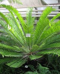 Image result for Encephalartos aplanatus