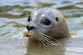 Hit, killer, before releasing his 1991 debut album. The Harbor Seal Returns Greenwich Sentinel