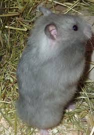 Black And White Syrian Hamster Photos From Happy Hamster Die Happy Hamster Die Hamsterzucht In Koln Syrian Hamster Cute Hamsters Hamster