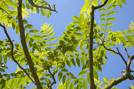 Image result for Zanthoxylum sp. A