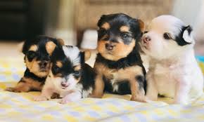 Parti yorkshire terriers are unusual, uncommon, and less popular than the standard colors. Heritage Hill Yorkies