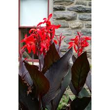 Propagation Bird Of Paradise Rhizome Canna Black Knight 2 Rhizomes Perennial Plants Ornamental Plants Plants