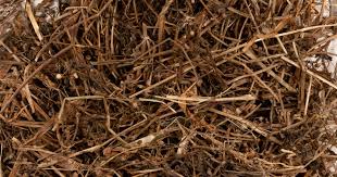 Image result for Oldenlandia cana