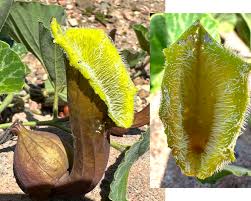 Image result for Aristolochia