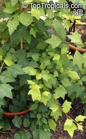 Image result for Turraea robusta