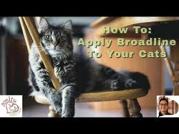 Broadline How To Apply Mixed Parasite Top Spot For Cats Youtube