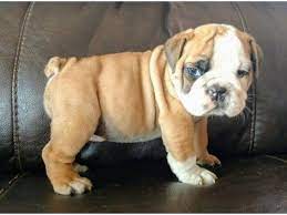 It's also free to list your available puppies and litters on our site. Gentle Cute Male And Female English Bulldog Puppies For Sale Animals Portland Oregon Announcement 94752