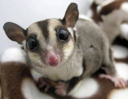 Sugar Glider Care Guide | Long Island Exotic Pet Vet