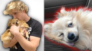Controversial youtuber logan paul broke some solemn news on the morning of april 6, notifying his followers of the loss of his. Kong Is Dying Youtube
