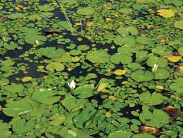 Image result for Brasenia schreberi