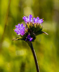 Image result for Sisyranthus imberbis