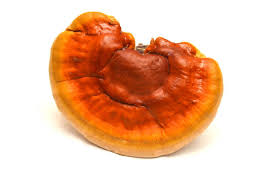 2,218 Reishi Mushroom Stock Photos, Pictures & Royalty-Free Images - iStock