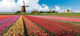 Popularne w niderlandach tulipany są obecnie droższe niż rok temu/ fot. Festiwal Tulipanow Keukenhof