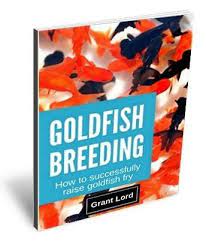 Go To How To Successfully Raise Goldfish Fry Goldfish Breeding Goldfish Baby Goldfish