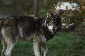 Northwestern Wolf 2 By Blackice Wolf Deviantart Com Wolf Dog Wolf Grey Wolf
