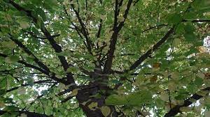 Ces documents se présentent sous la forme d'un tableau vide avec au moins trois colonnes : Petition Nouvel Abattage De Grands Arbres A Chambery Change Org