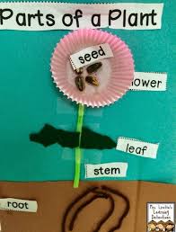 4 Easy And Quick Parts Of A Plant Activities Plant Lessons Plant Crafts Plant Activities