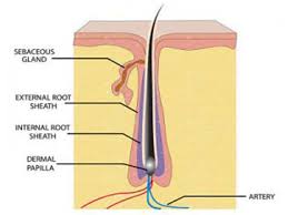 Most hair is in the anagen, or growing phase, which lasts 2 to 8 years.after growth stops, the transitional catogen stage briefly occurs. Are You A Victim Of White Bulb On Hair Lewigs