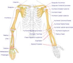 Each bone in your body is made up of three main types of. File Human Arm Bones Diagram Svg Wikipedia