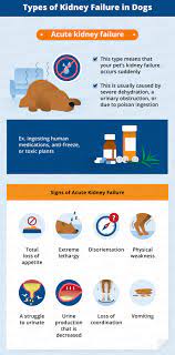 Kidney Failure In Dogs Signs Causes Canna Pet