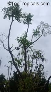 Image result for Steganotaenia