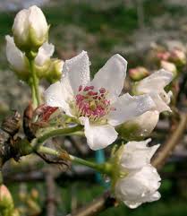 Maybe you would like to learn more about one of these? Browse Trees Friends Of Trees