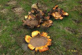 Image result for Scleroderma polyrhizon